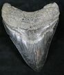 Black, Serrated, Fossil Megalodon Tooth #26521-1